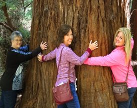 Visit Legendary Alcatraz & Giant Redwoods